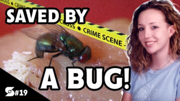 How A Fly Autopsy Got Her Out Of Jail | Episode 19: Small Town Girl